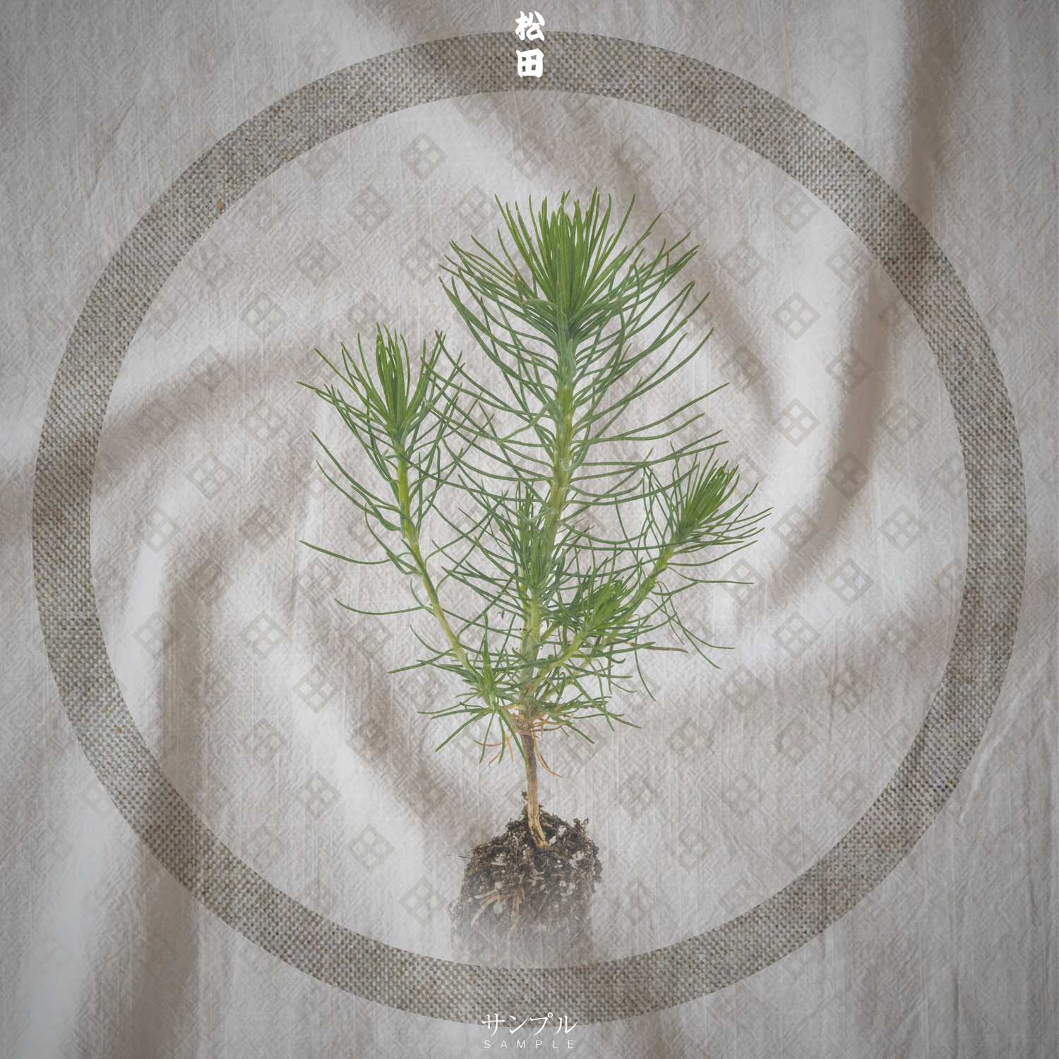 1/9/2026 - Evergreen Collection